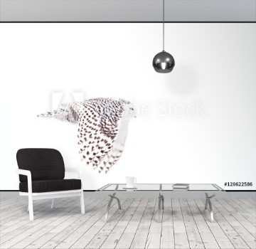 Picture of Snowy owl Bubo scandiacus isolated on a white background flies low hunting over an open snowy field in Canada